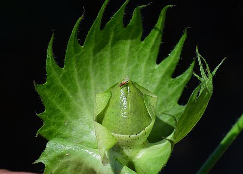 Gossypium_hirsutum_fruit1.jpg