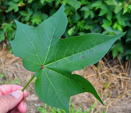 Gossypium_hirsutum_leaf1.jpg