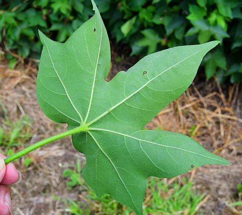 Gossypium_hirsutum_leaf2.jpg