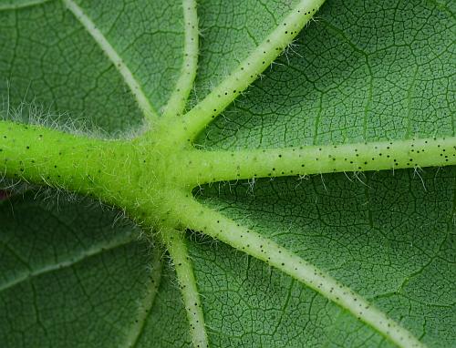 Gossypium_hirsutum_leaf2a.jpg