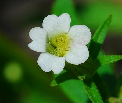 Gratiola_neglecta_corolla.jpg