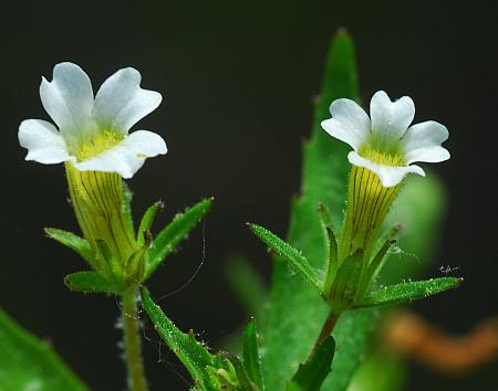 Gratiola_neglecta_flowers.jpg