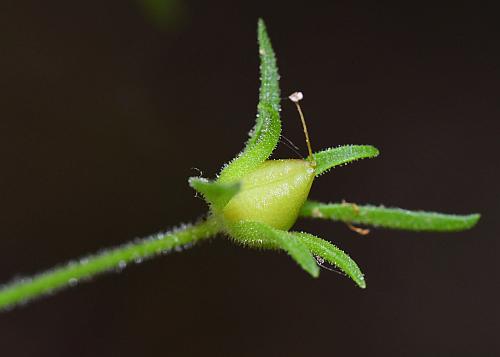 Gratiola_neglecta_fruit.jpg