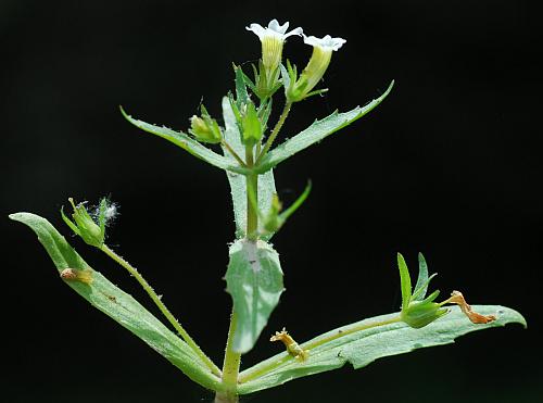 Gratiola_neglecta_inflorescence.jpg