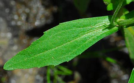 Gratiola_neglecta_leaf1.jpg