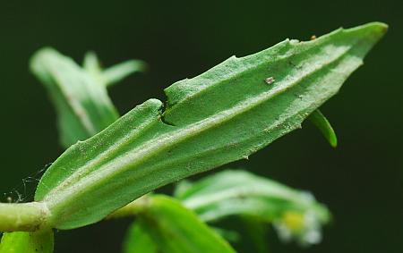 Gratiola_neglecta_leaf2.jpg