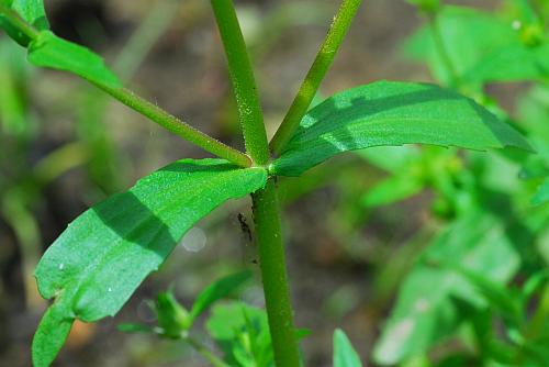 Gratiola_neglecta_leaves.jpg