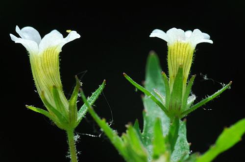 Gratiola_neglecta_sepals.jpg