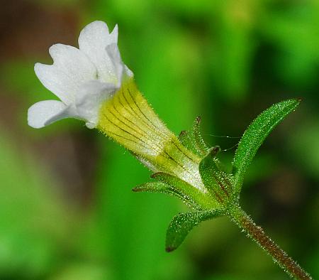 Gratiola_neglecta_sepals2.jpg