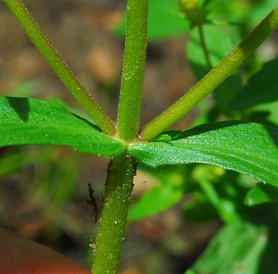 Gratiola_neglecta_stem.jpg