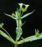 Gratiola neglecta thumbnail