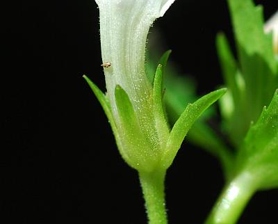 Gratiola_virginiana_calyx2.jpg