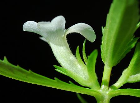 Gratiola_virginiana_flower1.jpg