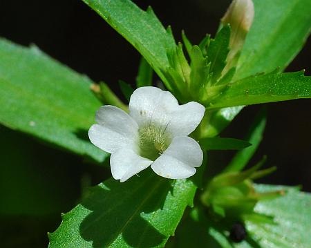 Gratiola_virginiana_flower2.jpg