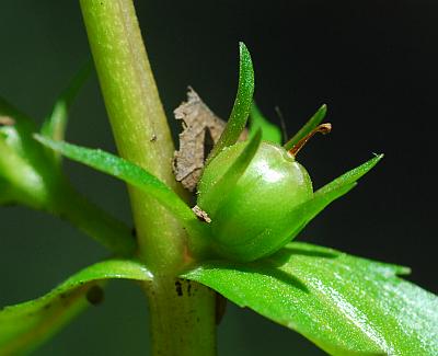 Gratiola_virginiana_fruit2.jpg