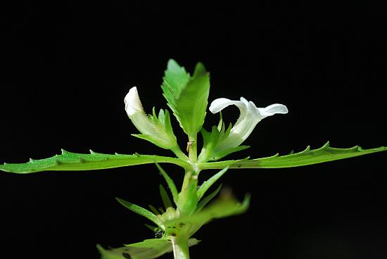 Gratiola_virginiana_inflorescence.jpg