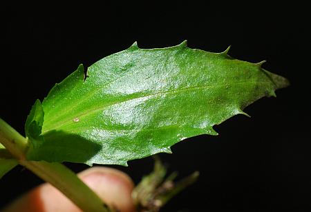 Gratiola_virginiana_leaf1.jpg