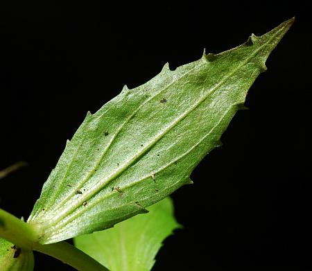 Gratiola_virginiana_leaf2.jpg