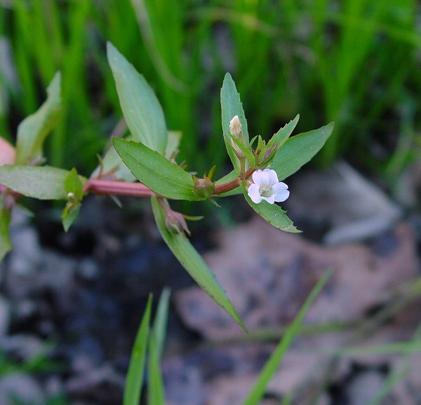 Gratiola_virginiana_plant.jpg