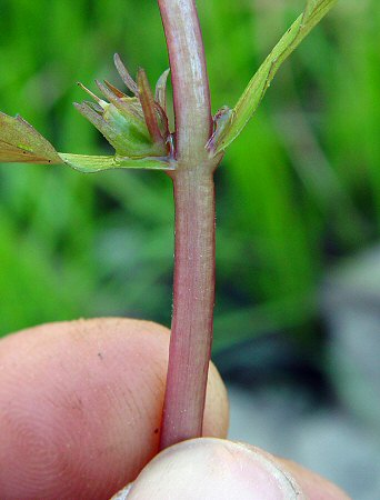 Gratiola_virginiana_stem.jpg