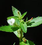 Gratiola virginiana thumbnail