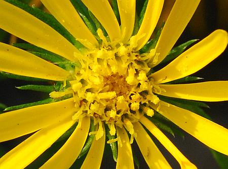 Grindelia_lanceolata_florets.jpg