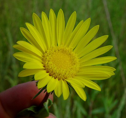 Grindelia_lanceolata_flower.jpg