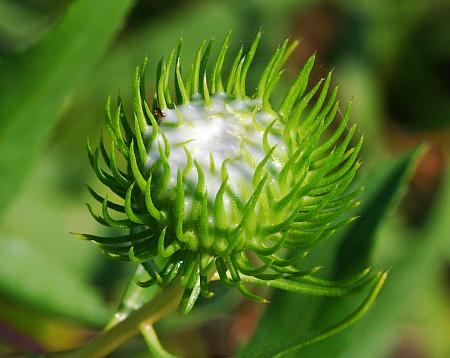 Grindelia_lanceolata_gum.jpg