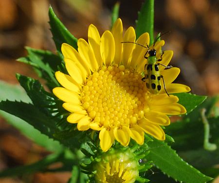 Grindelia_lanceolata_head.jpg