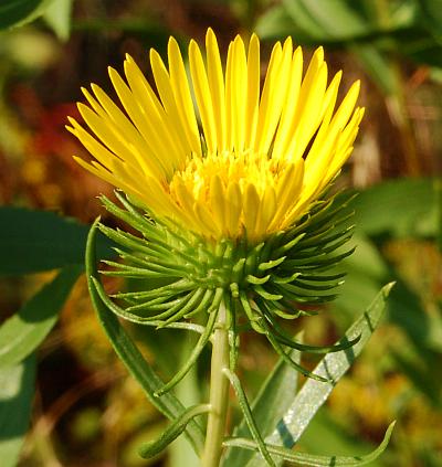 Grindelia_lanceolata_head2.jpg