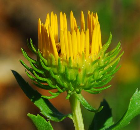 Grindelia_lanceolata_involucre.jpg