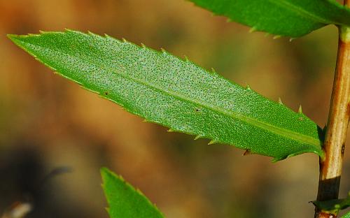 Grindelia_lanceolata_leaf1.jpg