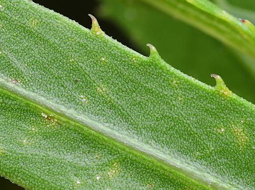 Grindelia_lanceolata_leaf2a.jpg