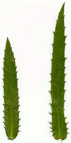 Grindelia_lanceolata_leaves.jpg