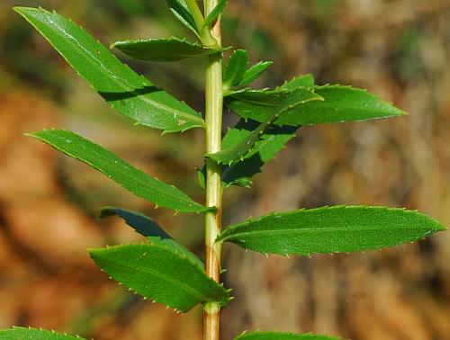 Grindelia_lanceolata_leaves1.jpg