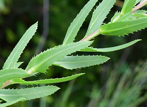 Grindelia_lanceolata_leaves2.jpg