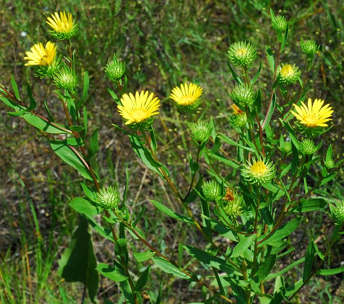 Grindelia_lanceolata_plant.jpg