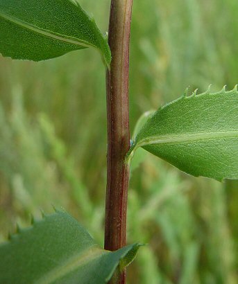 Grindelia_lanceolata_stem.jpg