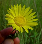 Grindelia lanceolata thumbnail