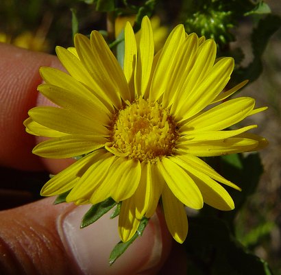 Grindelia_squarrosa_flowers1.jpg