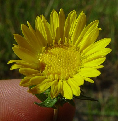 Grindelia_squarrosa_flowers2.jpg