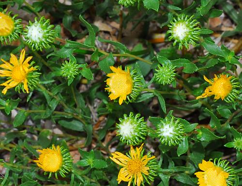 Grindelia_squarrosa_gum.jpg