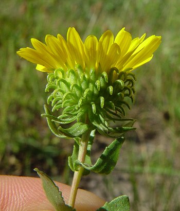 Grindelia_squarrosa_involucre.jpg