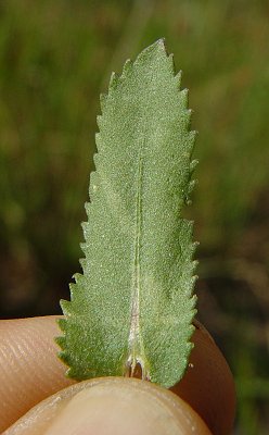 Grindelia_squarrosa_leaf.jpg