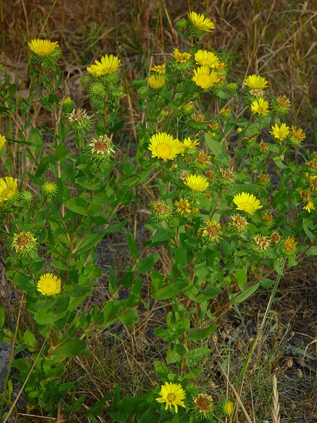 Grindelia_squarrosa_plant.jpg