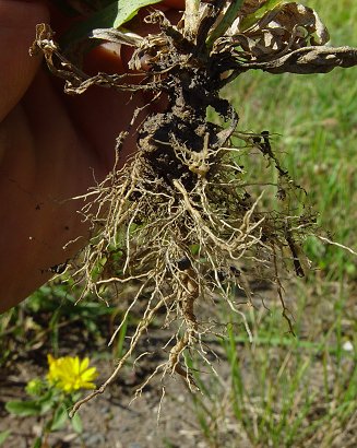 Grindelia_squarrosa_root.jpg