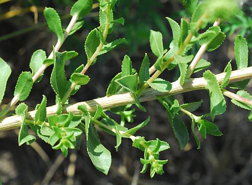 Grindelia_squarrosa_stem.jpg