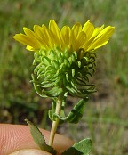 Grindelia squarrosa thumbnail