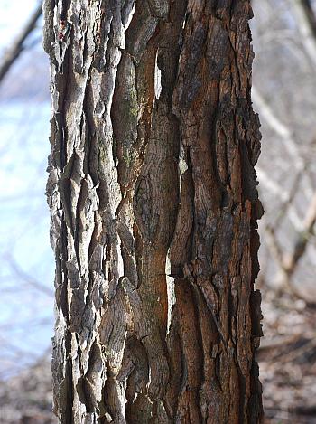 Gymnocladus_dioicus_bark.jpg