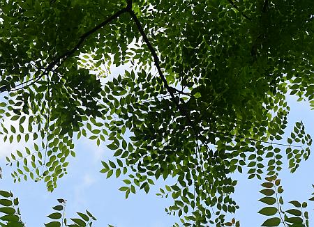 Gymnocladus_dioicus_canopy.jpg